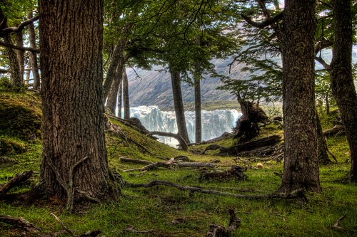 Perito Moreno Through the Trees
