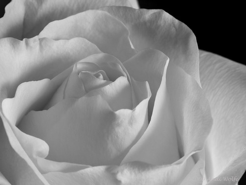 Rose experiment in black  & white
