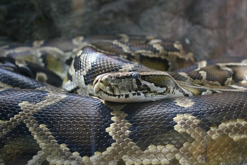 Big snake