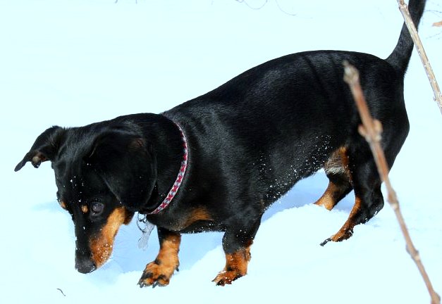 Oscar, Snow 4