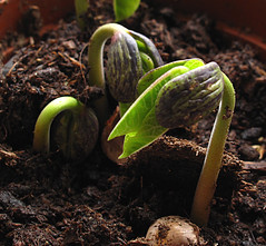 bean seedlings    03053