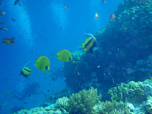 Scuba diving the colorful Red Sea
