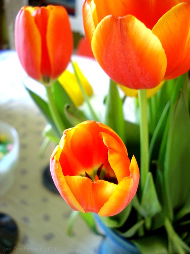 blaze tulips