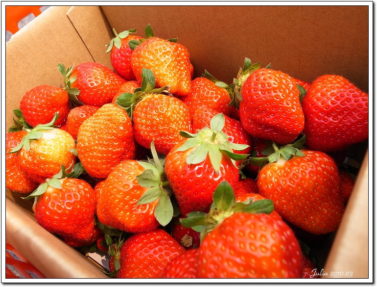 採草莓 (4)