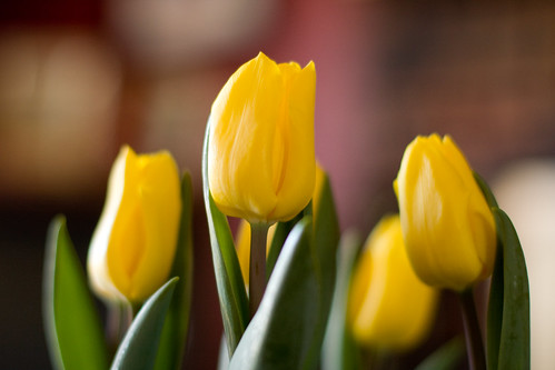 tulips 017-1