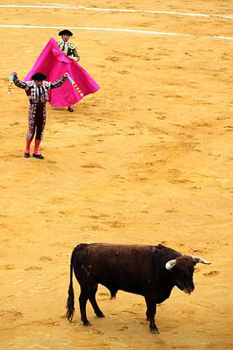 bullfight-fallas