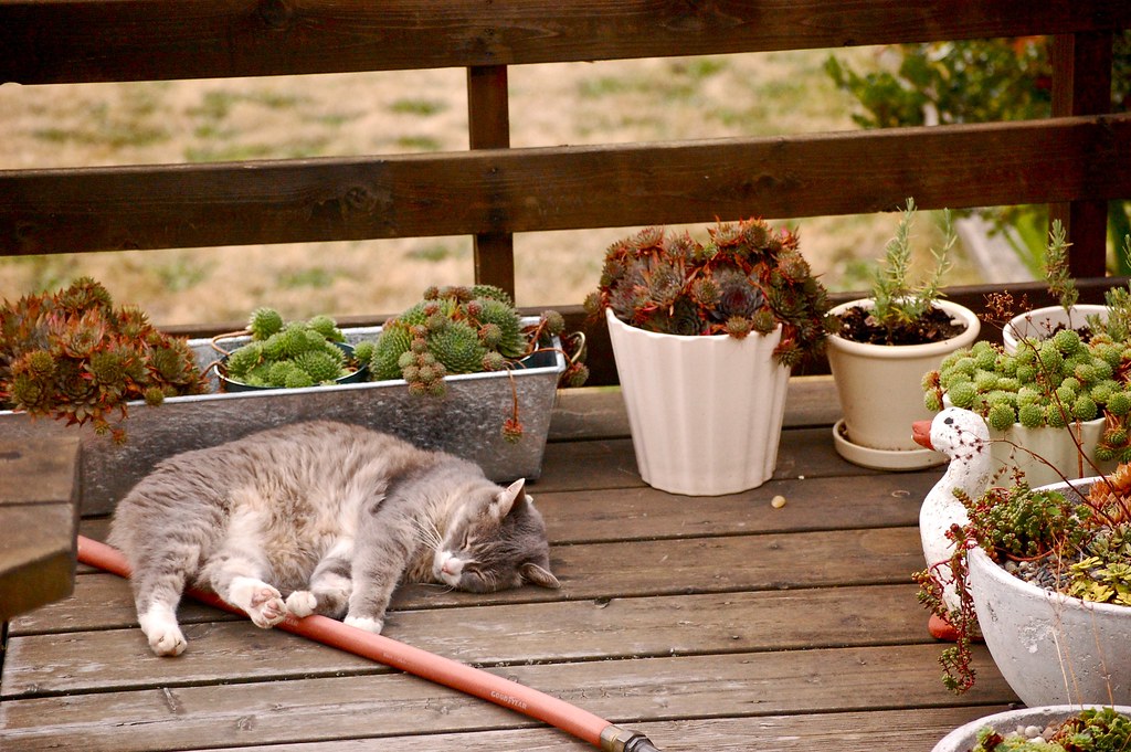 our little old lady cat asleep on the deck