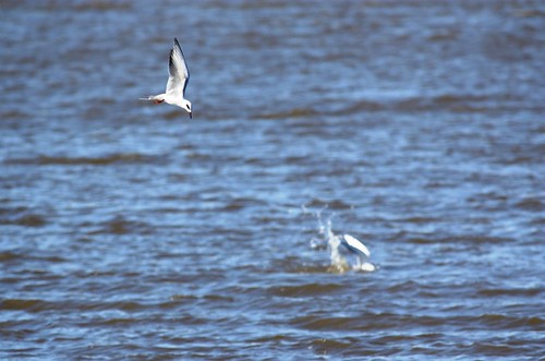Forster's Tern - fishing #1