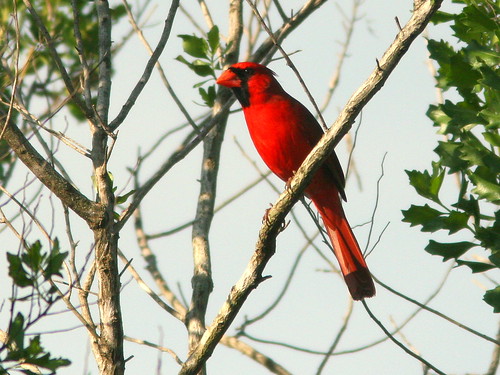 Northern Cardinal 20100325