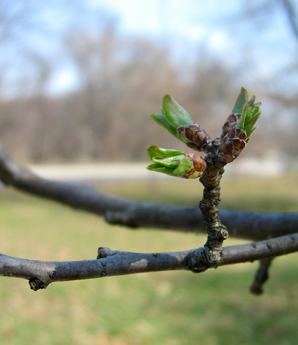 Nature - spring buds 2