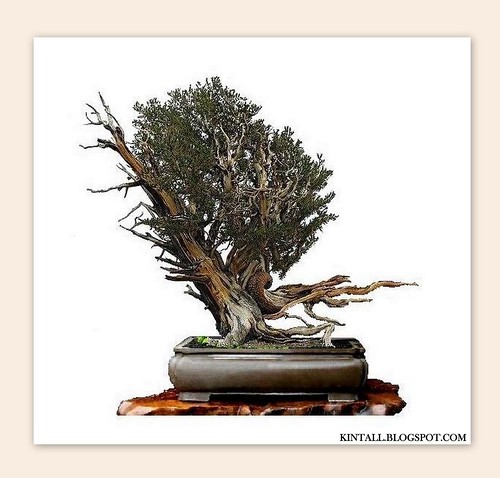 Bristlecone Pine Bonsai