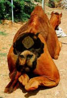 kamelinperse%20Mohammed