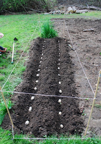Planting Potatoes 2