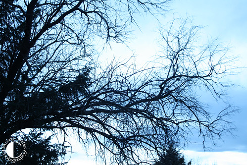 117-night sky branches