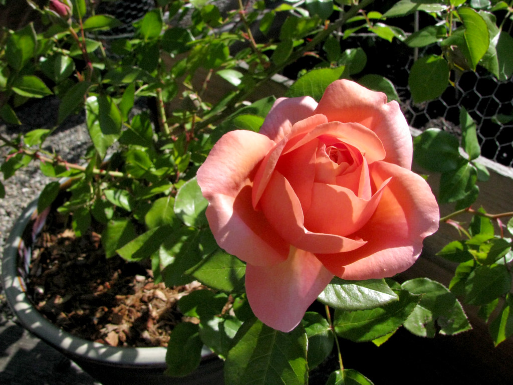 first rose 2010