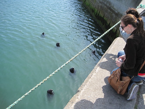 Seals in Howth