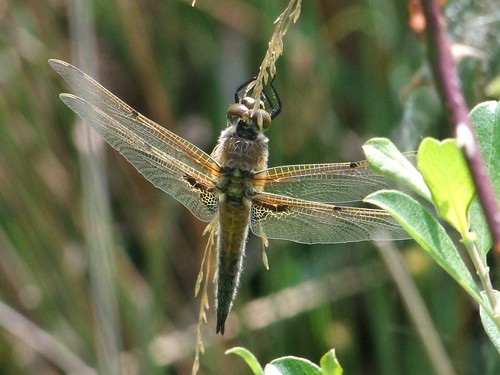 Four-spotted Chaser dragonfly (2)