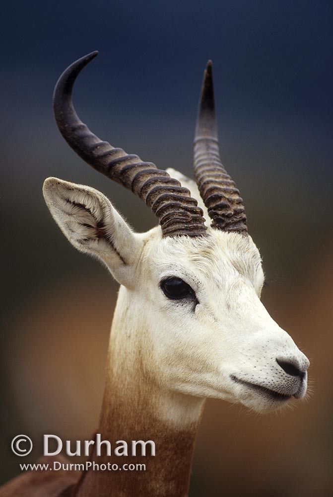 dama gazelle (Gazella dama)