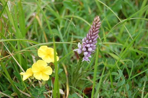 Rock rose and common spotted orchid