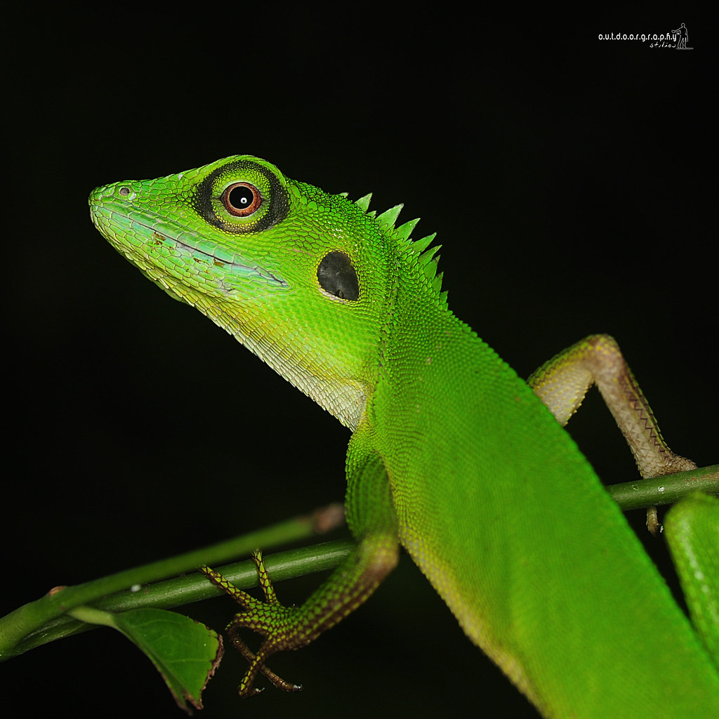 Green Crested Lizard | Agamidae | Bronchocela cristatella | Rekreasi Tupah (by Sir Mart Outdoorgraphy™)