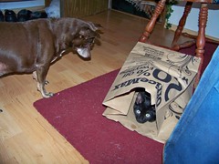 OMG! The bag ate my puppy!