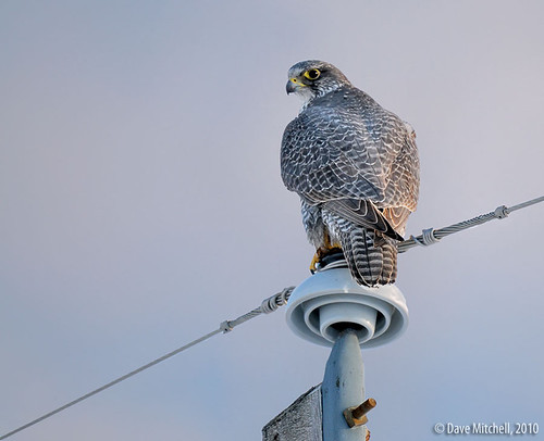 Gyrfalcon by Dave Mitchell