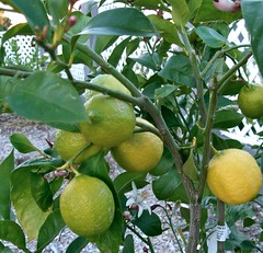 my lemon tree fruiting