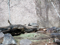 Zoo of Denver  DSCN0064