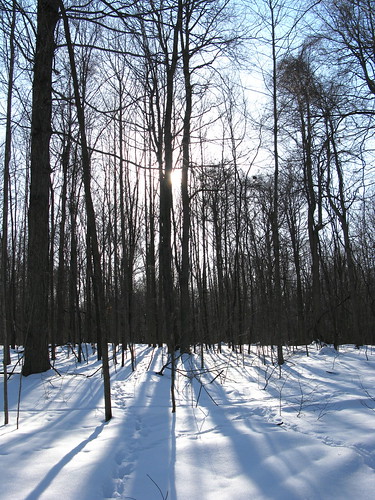 Winter Woods web