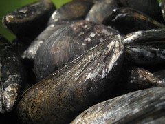 Mussels close-up