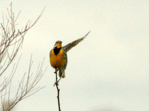Eastern Meadowlark 2-20100315