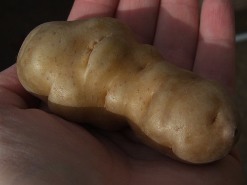 makah ozette potato