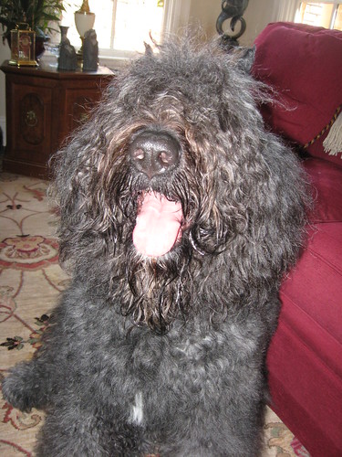 Benjamin - Just after our afternoon walk and a lot of water!  I am going to attempt to brush him later.