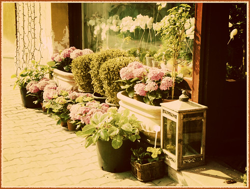 flowers for the passers-by