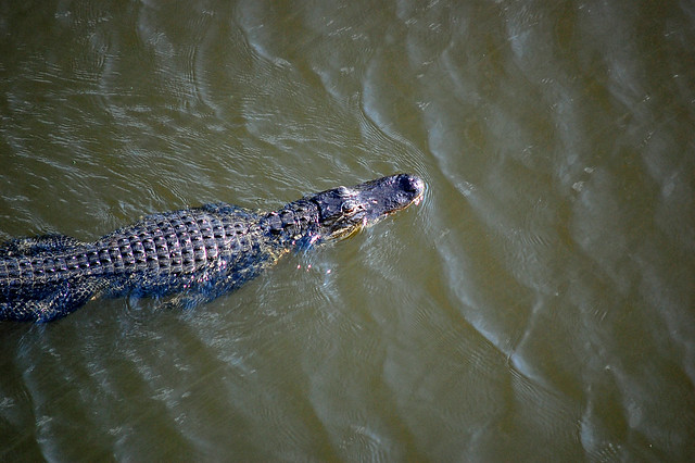 swimming gator