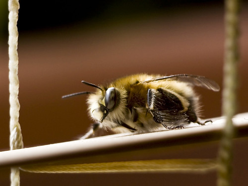 フリー画像|節足動物|昆虫|蜂/ハチ|蜜蜂/ミツバチ|フリー素材|