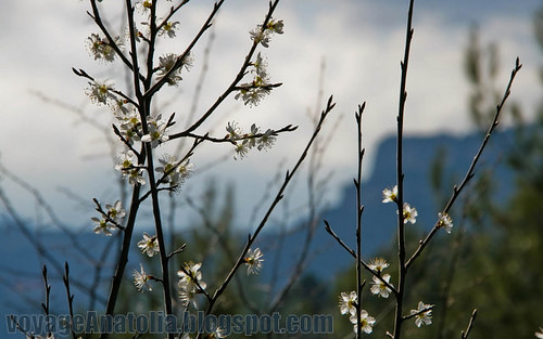 Spring Flowers at Taurus Mountains by voyageAnatolia.blogspot.com