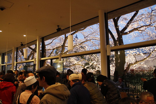Viewing the cherry blossoms from Toho Studio cafetaria