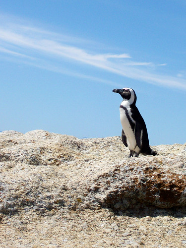 Penguin on Rock