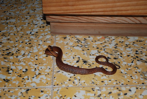 The snake in our room!