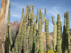 organ cactus
