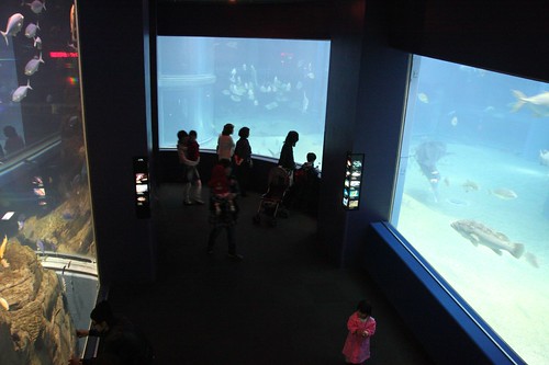 Aquarium 水族館
