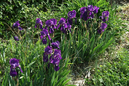 vintage iris