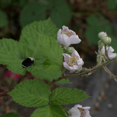 BlackberryBumblebee