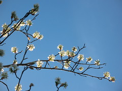 flowering Amelanchier