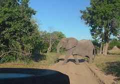 Elephant Crossing, Chobe National Park Botswana