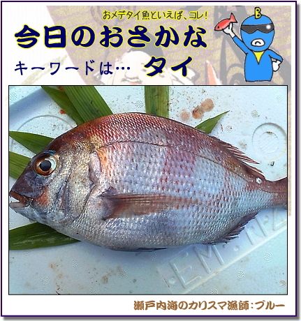 鯛めし 鯛茶漬けなど、広島の鯛を美味しく食べる！【瀬戸内の魚】