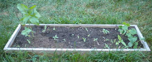 Sunflowers and Cucumbers