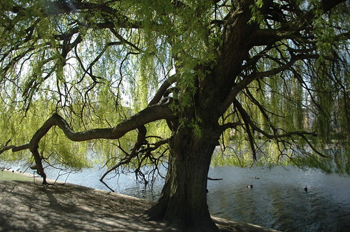 Willow tree branch by the lake