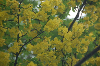 Arnold Arboretum, 18 May 2010: Yellow flowers blooming on a tree atop Bussey Hill